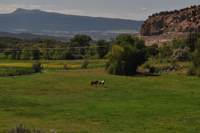 horses at pasture